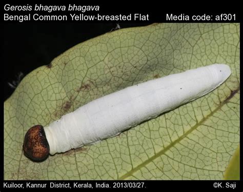 Gerosis bhagava | Butterfly