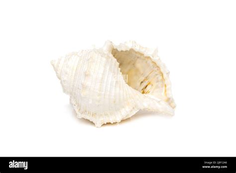 Image result for How to Remove Fossilized White From Conch Shells