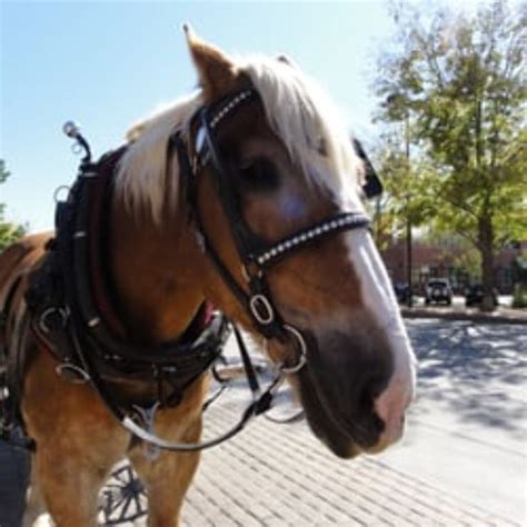 Horseback Riding, fort collins, United States Of America - Top ...