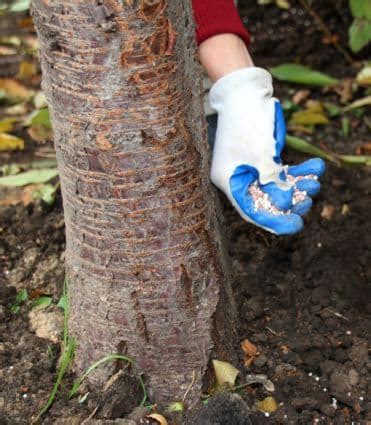 Image result for How Do You Fertilize a Tree
