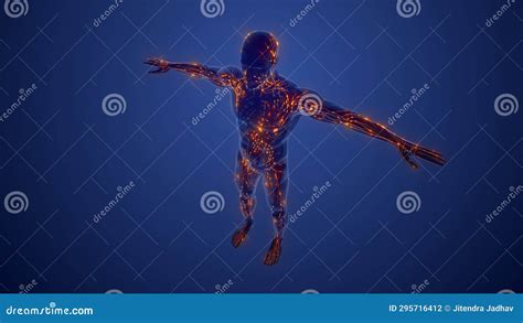 Image result for The Structure Lymphatic System