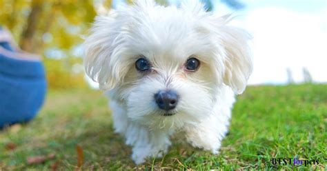 Pocket Dog Price In India - Best For Pets