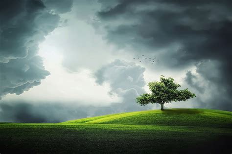 Image result for Dramatic Tree Images