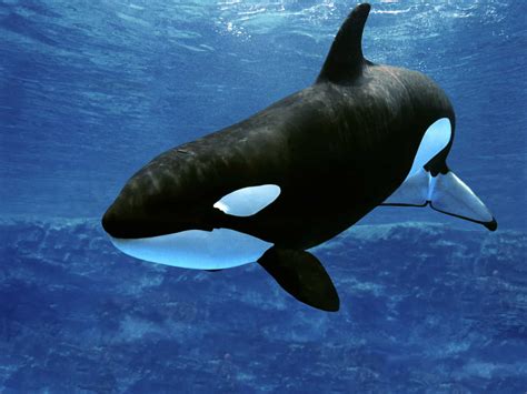 Orca Behaviour Shows Grandma Knows Best - Animals Around The Globe