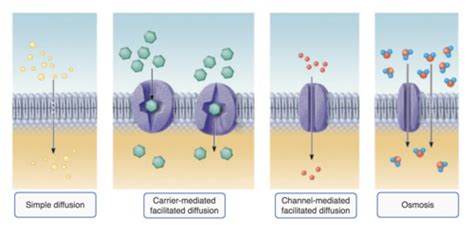 Image result for Simple Diffusion Example