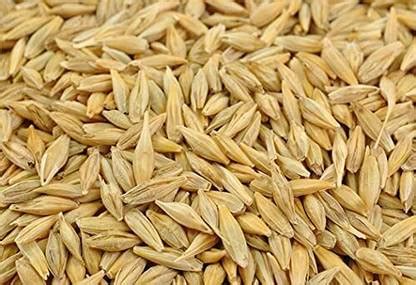 Roods Fresh Barley Grain/Natural and Rich Fiber Jau Seeds Barley Price ...