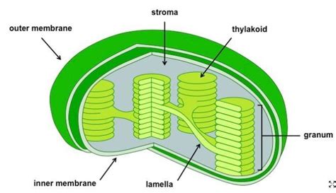 What are the label the ultrastructure of chloroplast? - Brainly.in