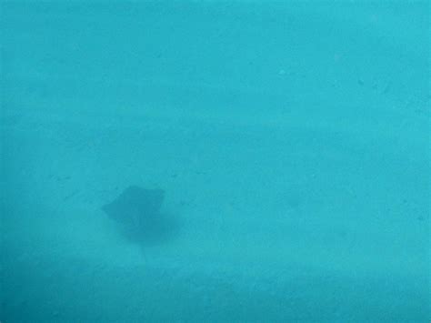 YAKUSHIMA GUIDE (2026) All You Need to Know BEFORE You Go (with Photos ...