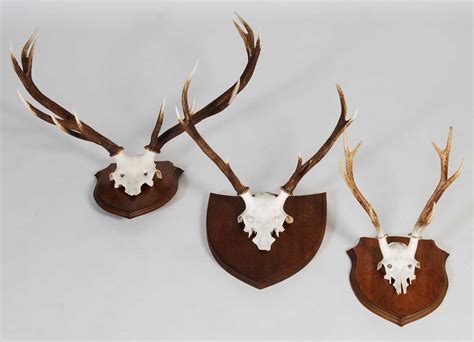 Lot 185 - Three Stag horn trophy half-skull mounts,