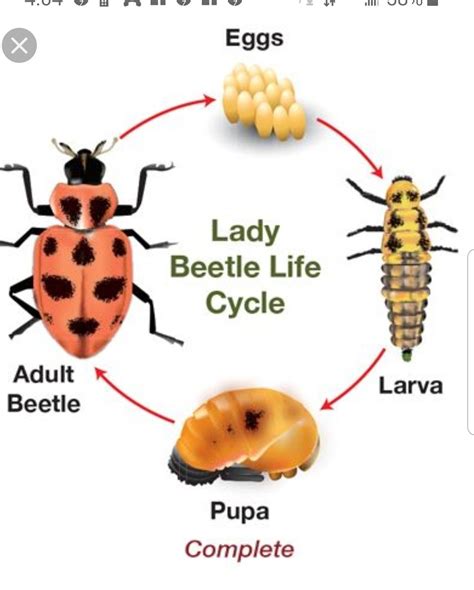 Beetles Have Which of the Following Life Cycles - TatumkruwYork