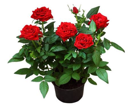 The Top 10 Flower Plants to Gift in India: A Guide from Kadiyam Nurser ...