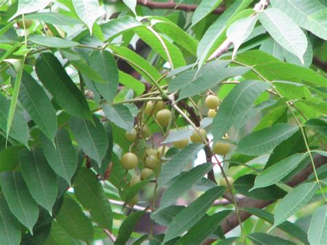 Important Plants with Chemical Constituents