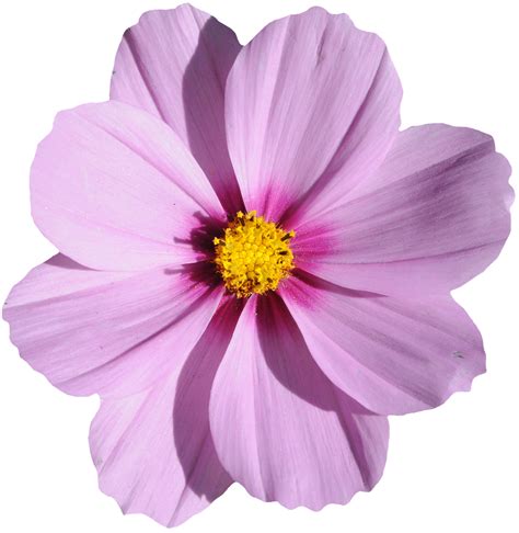 Image result for Flower