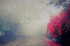 Tree Photography Backdrop by Fog And Trees Photography Backdrop Photoshop Backdrop Etsy Tree Photography Backdrop