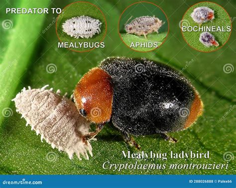 Mealybug Ladybird (ladybird), Cryptolaemus Montrouzieri Stock Photo - Image of carnivorous ...
