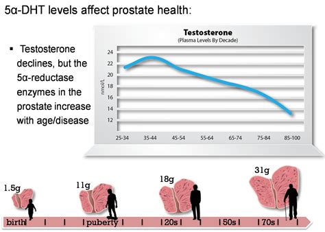 Review: Anti-Oxidant and Anti-Aging Properties of Equol in Prostate Health (BPH)