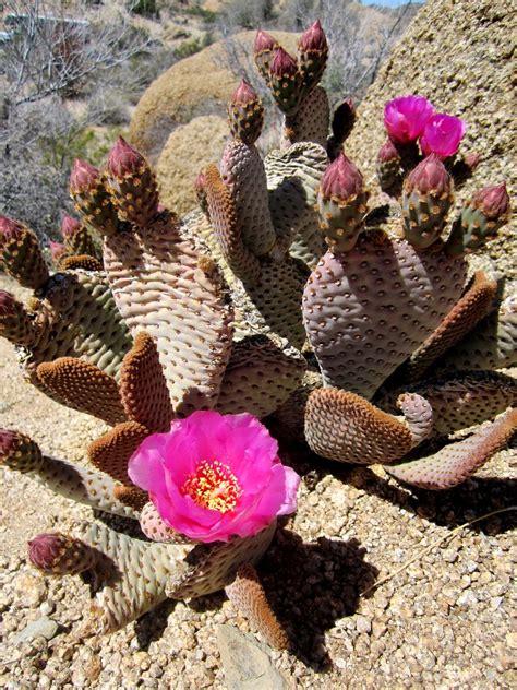 Plant Profile: Beavertail Cactus (Opuntia basilaris)