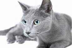 blue cats 8 facts about russian blue cats mental floss blue cats 8 facts about russian blue cats mental floss