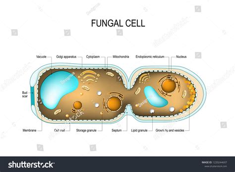 Mold Inspector 的图像结果