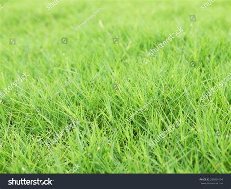 Closeup Bermuda Grass Texture Stock Photo 295854194 | Shutterstock