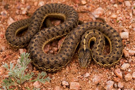Western Terrestrial Garter Snake
