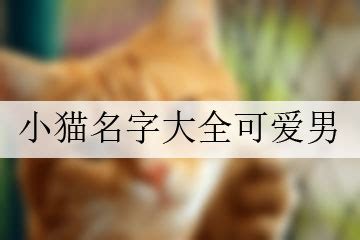 手机宠物猫名字-猫的网名(4月更新中) - 商洛之窗