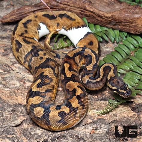 Image result for Enchi Leopard Ball Python
