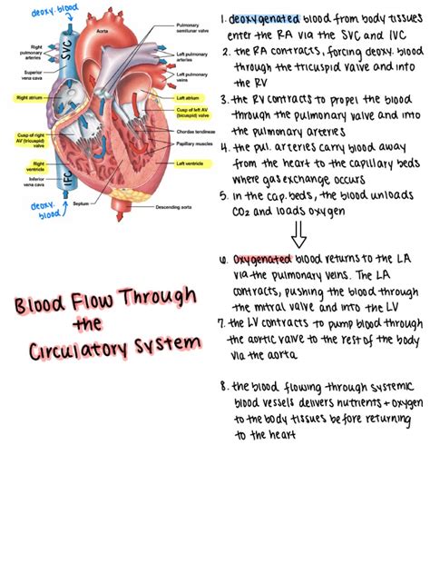 Image result for Blood Circulation Flow Chart