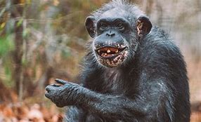 Chimpanzees 的图像结果