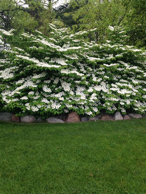 Doublefile Viburnum - front island | Landscaping around pool, Steep ...