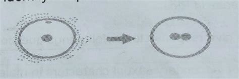Identify the process in the given image - Brainly.in
