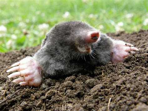 Image result for Mole Problem Solving