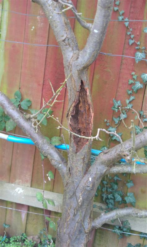 Image result for Root Rot Plum Tree