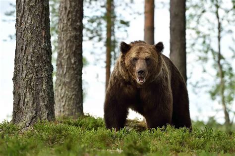 The Largest Grizzly Bear Ever Spotted in U.S. Wilderness