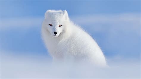 Iceland’s Animals : Your Guide to Wildlife in Iceland