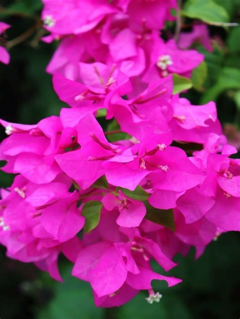 Control Bougainvillea Growth With These 6 Expert Pruning Techniques