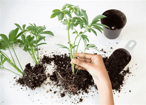 Image result for Planting Saplings Tutorial