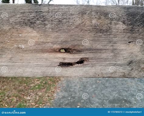 Wood Board with Carpenter Bee Damage and Grey Rocks Stock Photo - Image ...