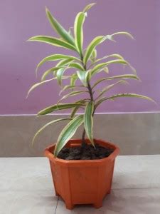 Oxygreenplant Song Of India Plant Price in India - Buy Oxygreenplant ...