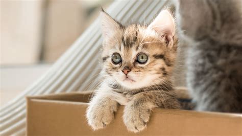 Kitten Development From Birth To Adulthood | Royal Canin IN