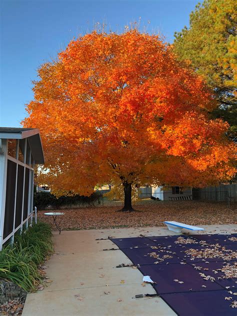What plant is this? : r/whatsthisplant