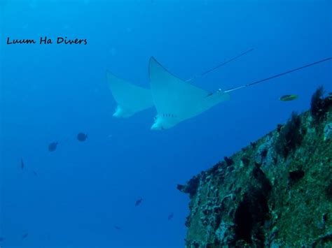 Luum ha Divers (Cancun) - 2022 What to Know Before You Go (with Photos ...