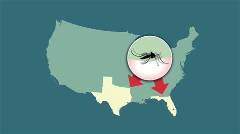 Malaria cases in Florida and Texas prompt CDC warning: What to know