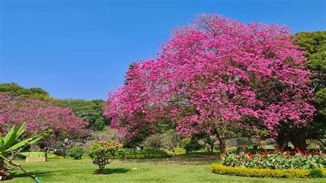 Bengaluru: Bengaluru turns pink as trumpet trees blossom, where can you ...