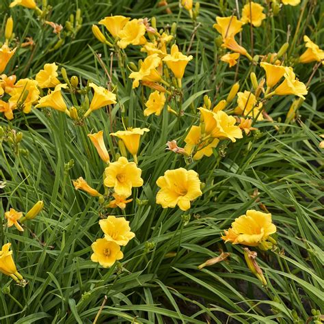 Hemerocallis X Stella de Oro Daylily | SiteOne US