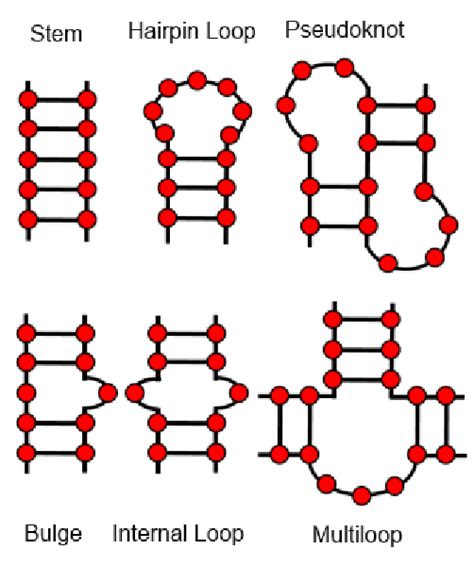RNA Structure Drawing 的图像结果