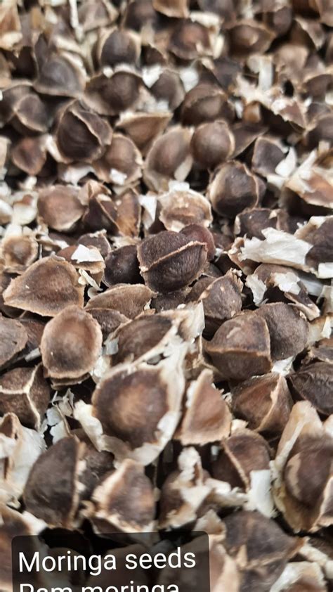 Moringa Seeds for Consumption