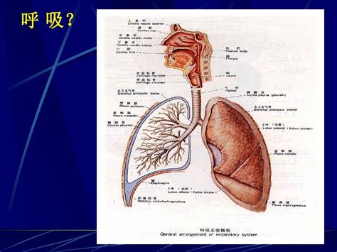 《人体解剖生理学》第七章：呼吸系统_word文档在线阅读与下载_文档网