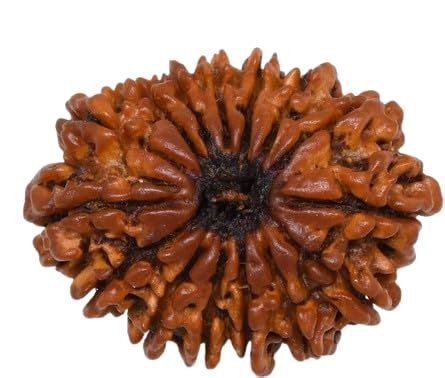 Buy MAA SHAKTI GEMS 15 Mukhi Rudraksha Natural From Nepal With Silver ...