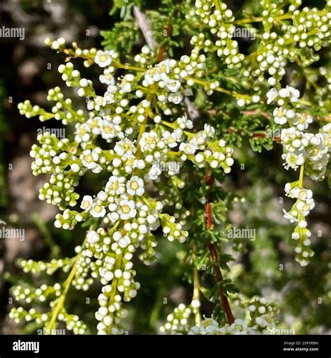chamise (Adenostoma fasciculatum), Plantae, Fort Ord National Monument, Salinas, CA, US, Chamise ...